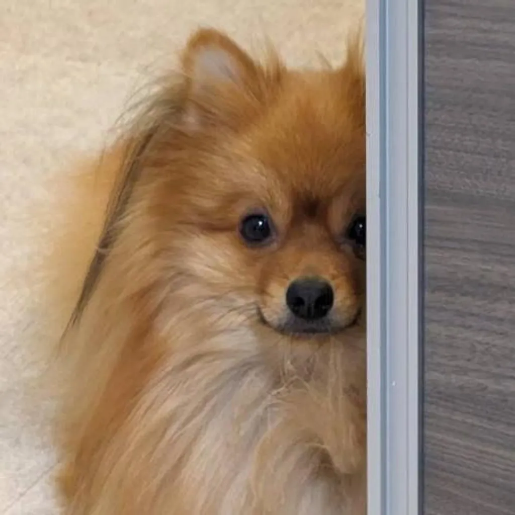 ねぎし